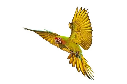 Parrot Stock Photos
