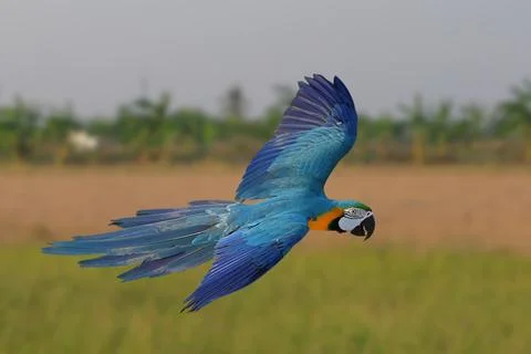 Parrot Stock Photos