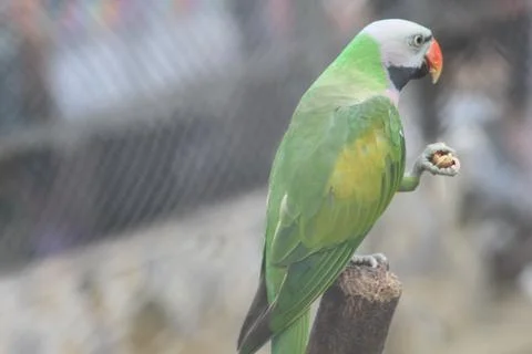 Parrot Stock Photos