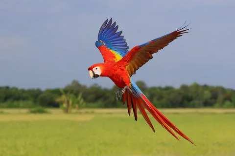 Parrot Stock Photos