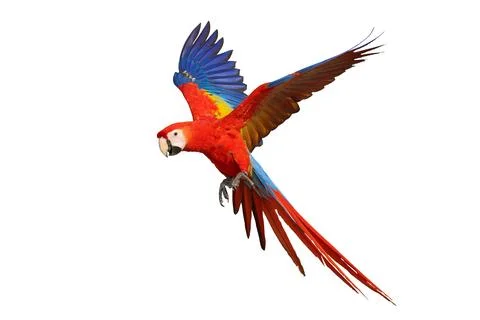 Parrot Stock Photos
