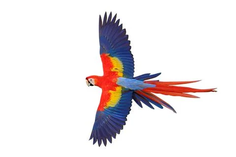 Parrot Stock Photos