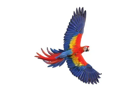 Parrot Stock Photos