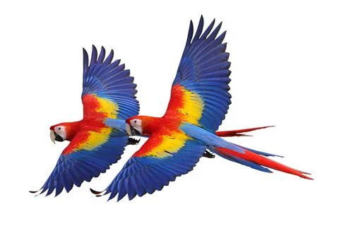 Parrot Stock Photos