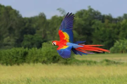 Parrot Stock Photos