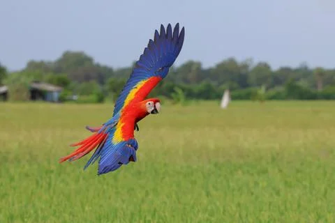 Parrot Stock Photos