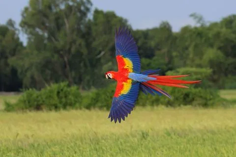 Parrot Stock Photos
