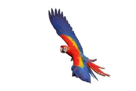 Parrot Stock Photos