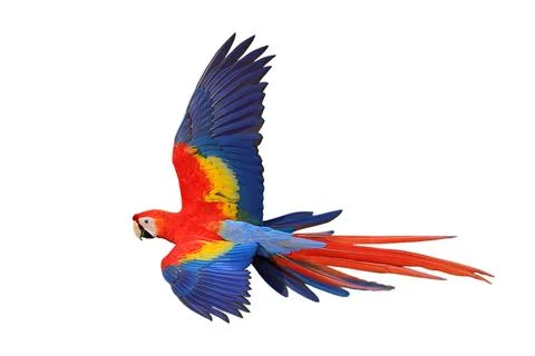 Parrot Stock Photos