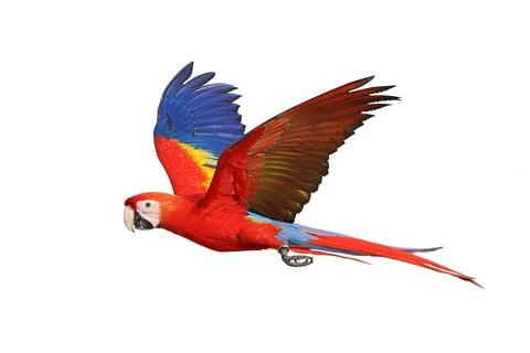 Parrot Stock Photos