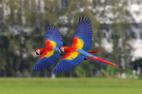 Parrot Stock Photos