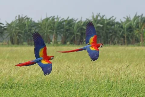 Parrot Stock Photos