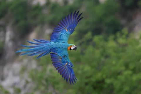 Parrot Stock Photos