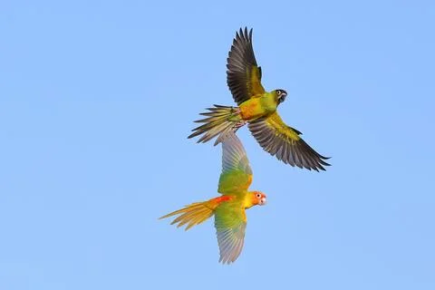 Parrot Stock Photos