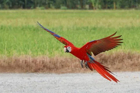 Parrot Stock Photos