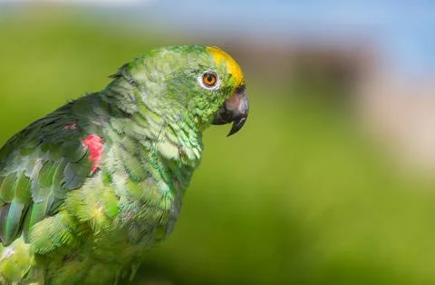 Parrot Stock Photos