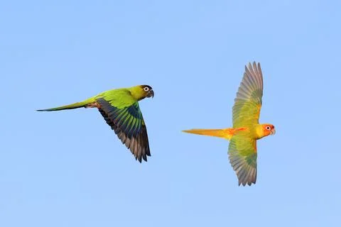 Parrot Photos