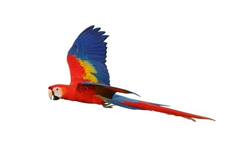 Parrot Stock Photos