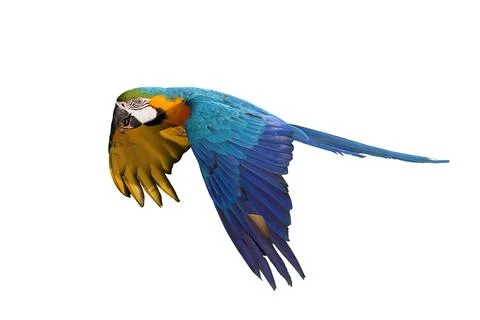 Parrot Stock Photos