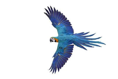 Parrot Stock Photos