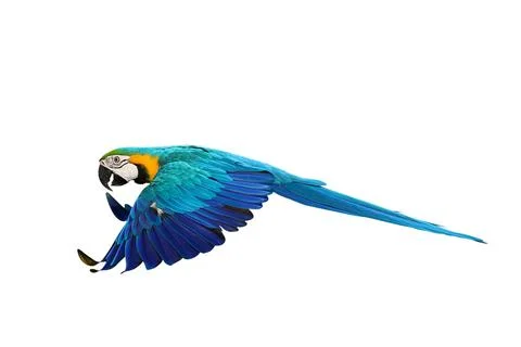 Parrot Stock Photos