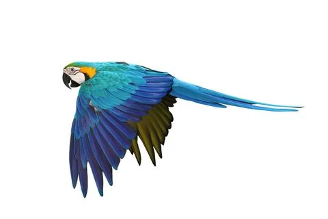 Parrot Stock Photos