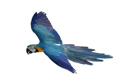 Parrot Stockfoto's