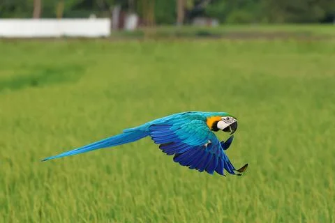 Parrot Stockfoto's