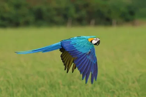 Parrot Stock Photos