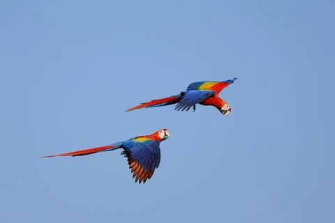 Parrot Stock Photos