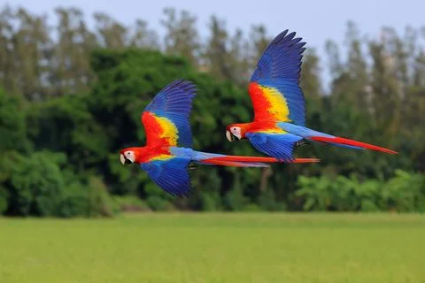 Parrot Stock Photos
