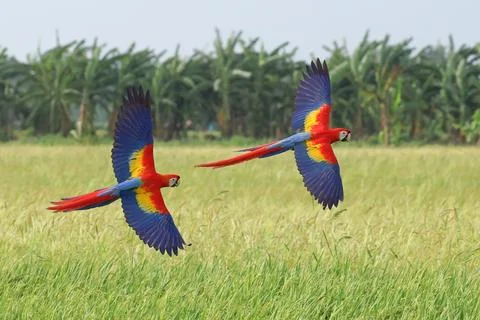 Parrot Stock Photos