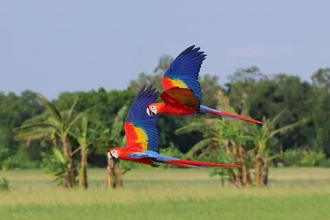 Parrot Stock Photos