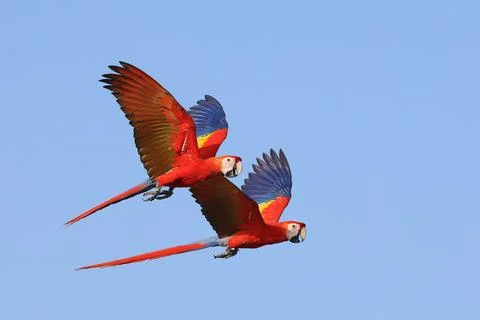 Parrot Stock Photos