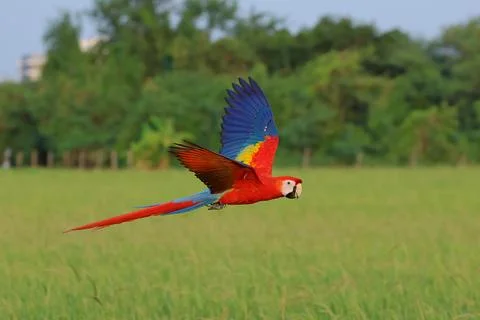 Parrot Stock Photos