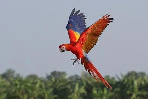 Parrot Stock Photos