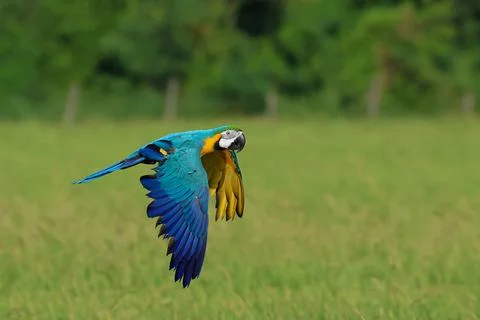 Parrot Stock Photos