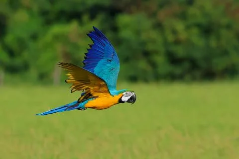 Parrot Stock Photos