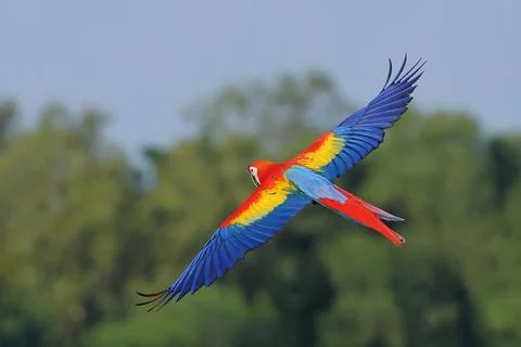 Parrot Stock Photos