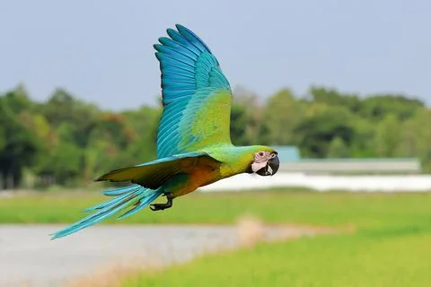 Parrot Stock Photos