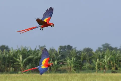 Parrot Stock Photos