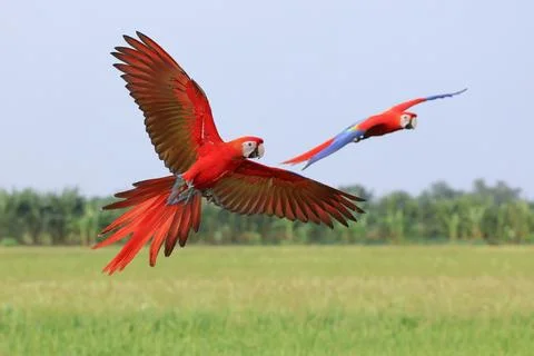 Parrot Stock Photos