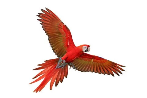 Parrot Stock Photos