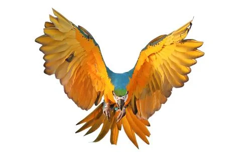 Parrot Stock Photos