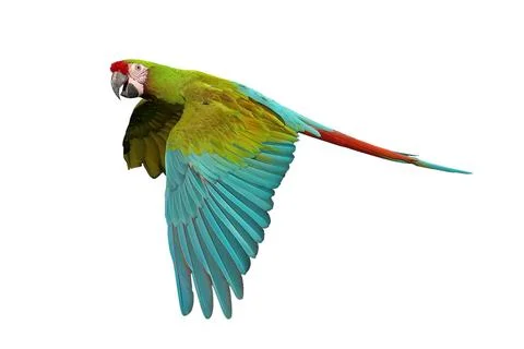 Parrot Stock Photos
