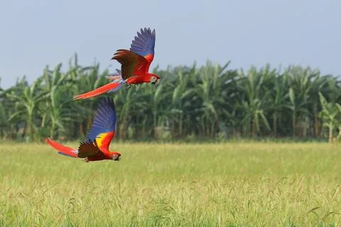 Parrot Stock Photos