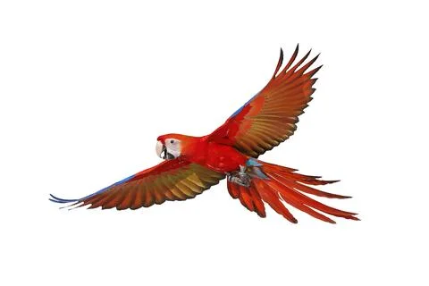 Parrot Stock Photos