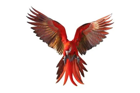 Parrot Stock Photos