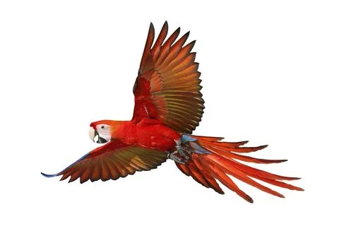 Parrot Stock Photos