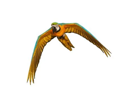 Parrot Stock Photos